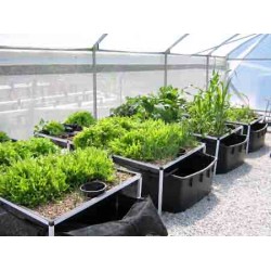 Starters Aquaponic System