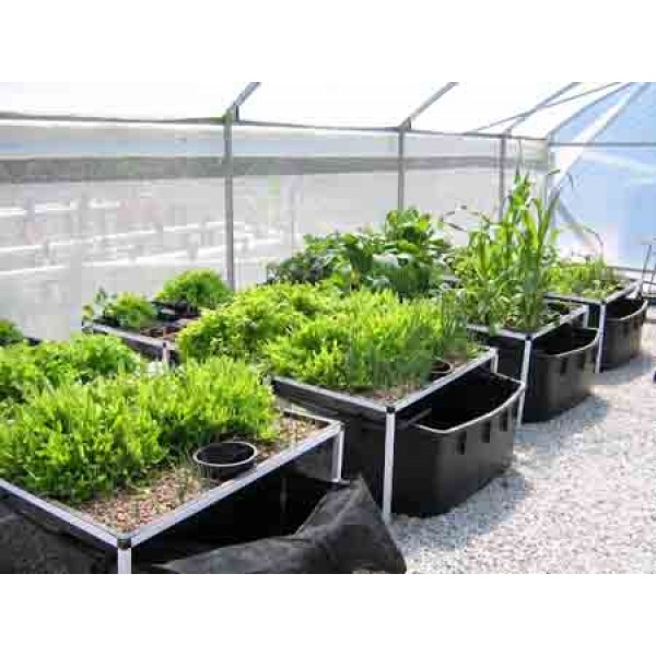 Starters Aquaponic System
