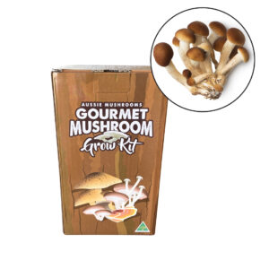 Aussie Mushroom - Ready To Grow Kit - Sword Belt