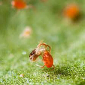 PREDITOR MITES (PERSIMILIS ON LEAF) (TUBE OF 2000)
