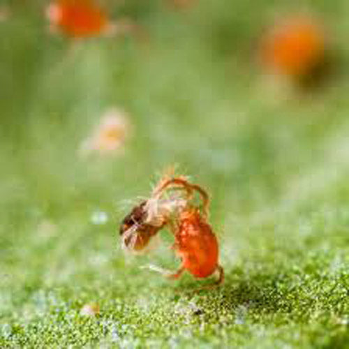 PREDITOR MITES (PERSIMILIS ON LEAF) (TUBE OF 2000)