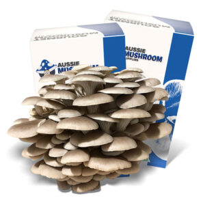 TAN OYSTER AUSSIE MUSHROOM KIT