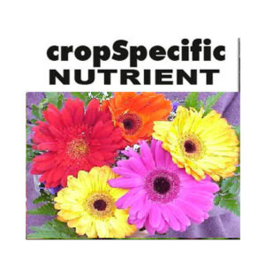 GERBERA MIX 20 KG A & B PACK