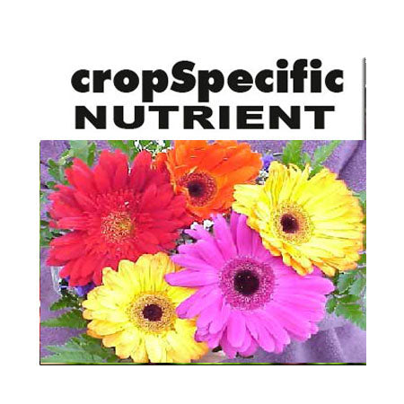 GERBERA MIX 20 KG A & B PACK
