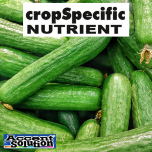 CUCUMBER MIX 20 KG A + B PACK