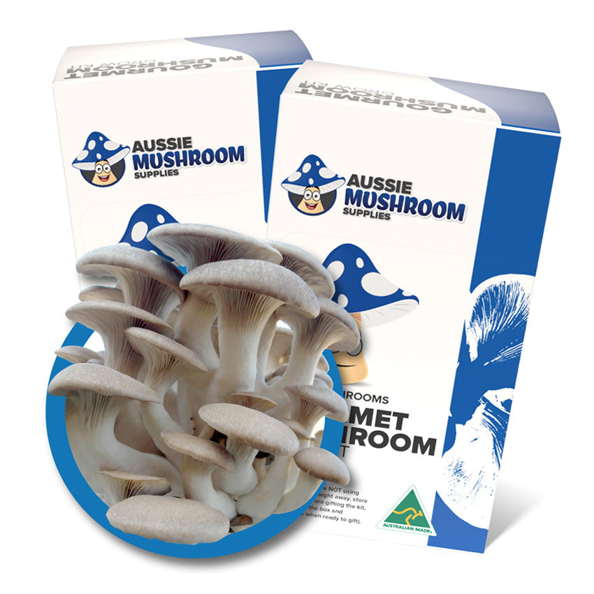 KING OYSTER AUSSIE MUSHROOM KIT