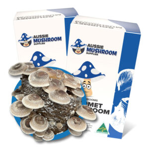 SHITAKE AUSSIE MUSHROOM KIT