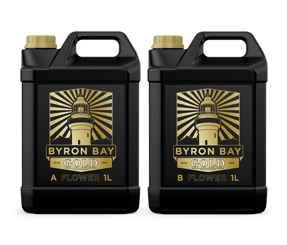 BYRON BAY GOLD FLOWER A+B