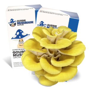YELLOW OYSTER AUSSIE MUSHROOM KIT